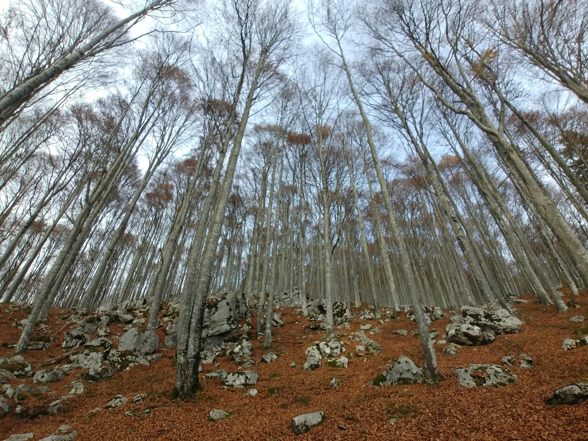 palantina 11