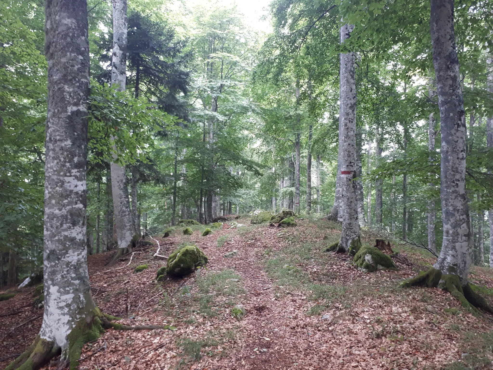 Bike Tour Palantina Freeride