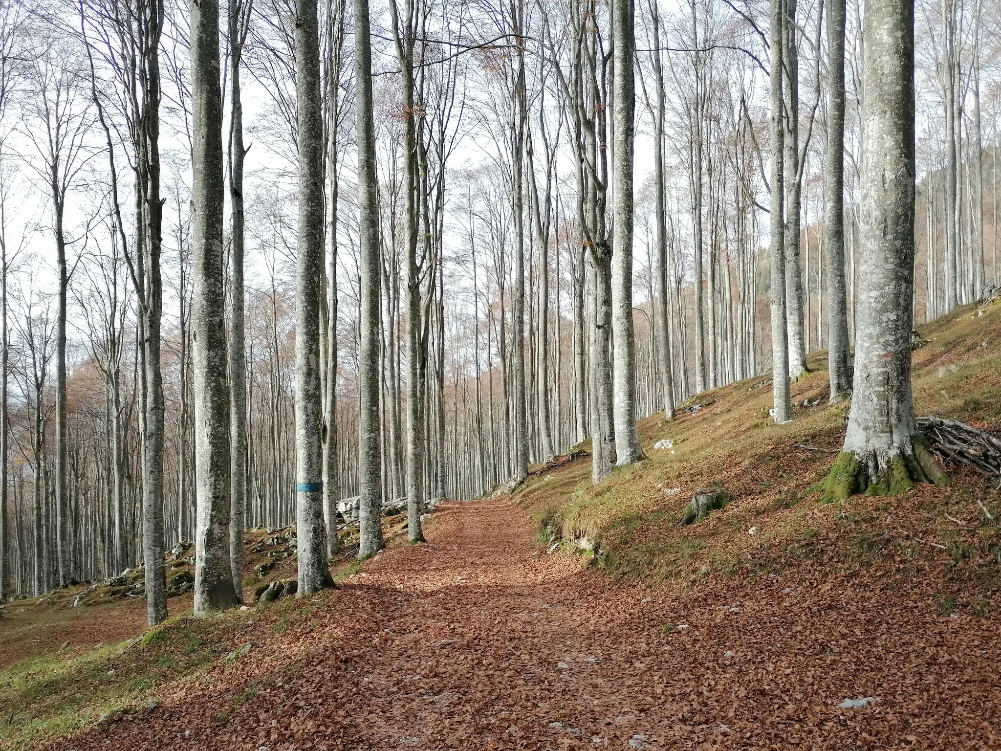 palantina 9