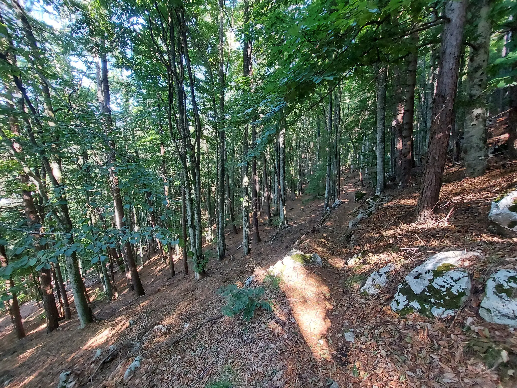 MONTE PIZZOC - VITTORIO VENETO 11