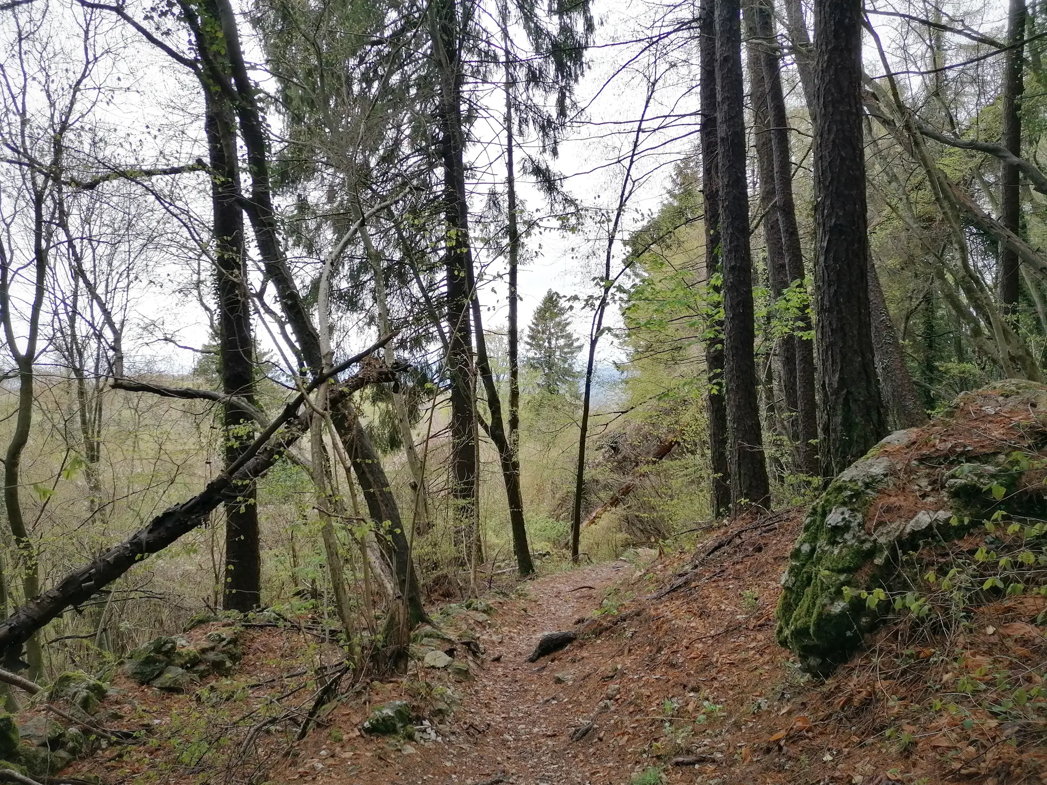 MONTE PIZZOC - VITTORIO VENETO 15
